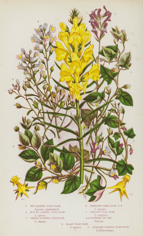Blühende Pflanzen Großbritanniens: Efeublättriges Leinkraut, Rundblättriges Leinkraut, Spitzes Fluellin, Kriechendes Hellblaues Leinkraut, Gelbes Leinkraut, Blumen von Var, Kleinstes Leinkraut, Aufrechtes Purpurleinkraut von English School