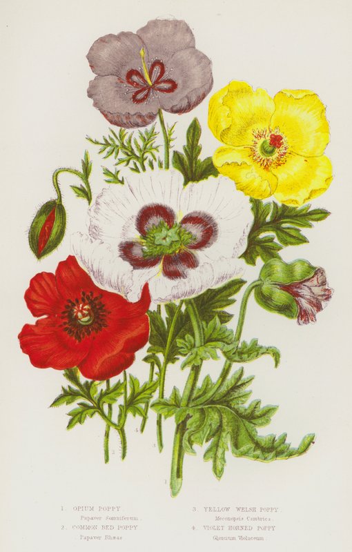 Blühende Pflanzen Großbritanniens: Schlafmohn, Gemeiner Roter Mohn, Gelber Walisischer Mohn, Violettes Hornmohn von English School