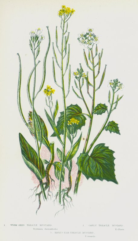 Blühende Pflanzen Großbritanniens: Wurmsamen-Treacle-Senf, Knoblauch-Treacle-Senf, Hasenohr-Treacle-Senf von English School