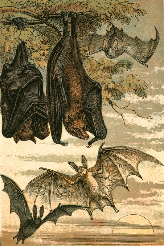 Flughund, Vampirfledermaus, Gemeine Fledermaus und Gespenstervampir von English School