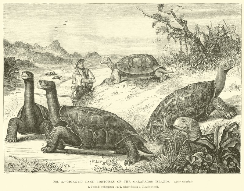 Gigantische Landschildkröten der Galapagos-Inseln von English School