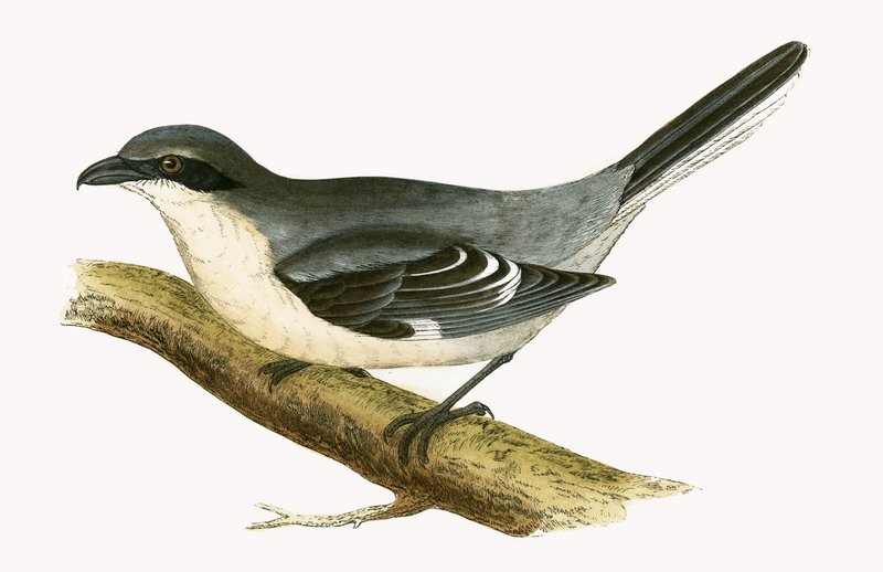 Raubwürger, Illustration aus 