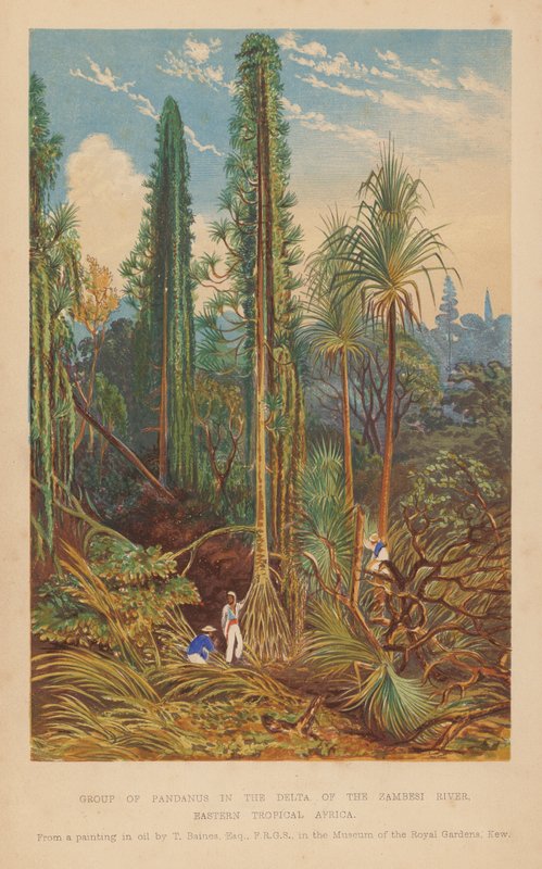Gruppe von Pandanus im Delta des Sambesi-Flusses, Osttropisches Afrika von English School