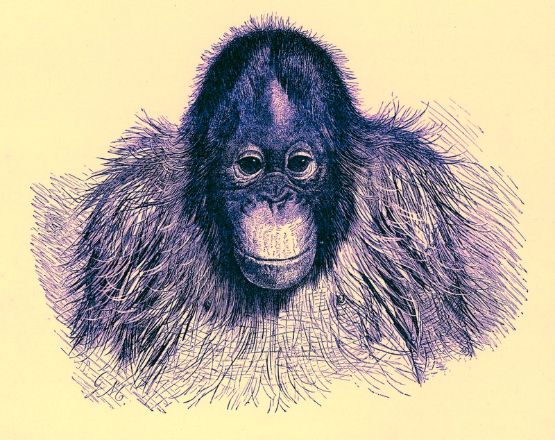 Kopf eines Orang-Utans, Illustration aus Die königliche Naturgeschichte, veröffentlicht 1896 von English School