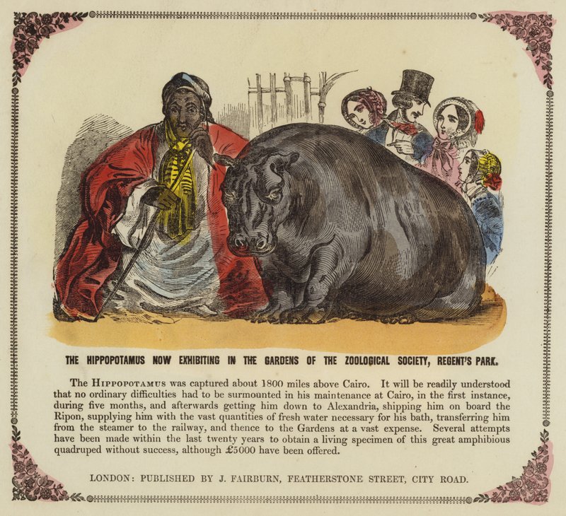Nilpferd in den Gärten der Zoologischen Gesellschaft, Regents Park, London von English School