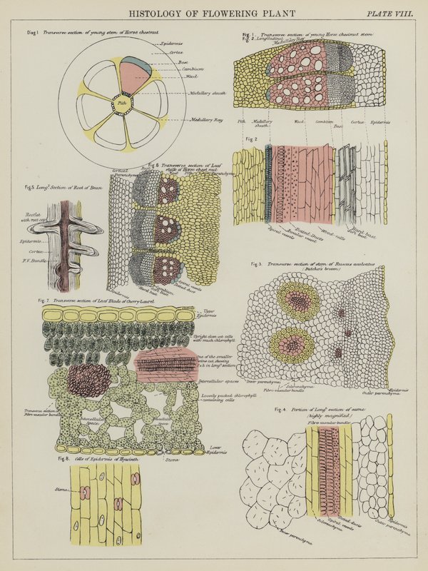 Histologie der Blütenpflanze (Farblithografie) von English School