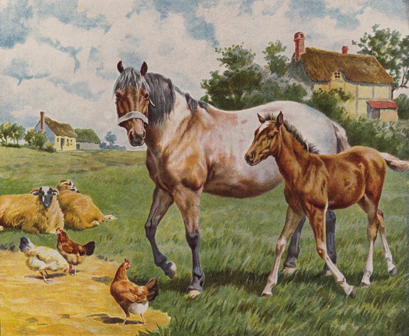 Pferd und Fohlen, Schafe und Hühner von English School