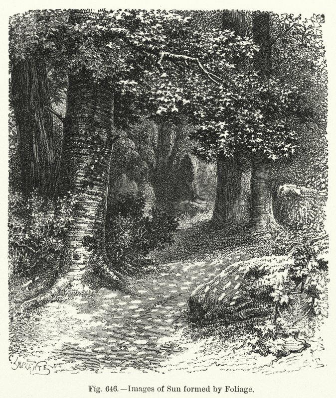 Bilder der Sonne durch Laub gebildet (Gravur) von English School