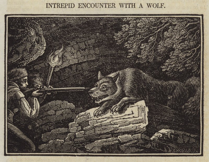 Unerschrockene Begegnung mit einem Wolf von English School