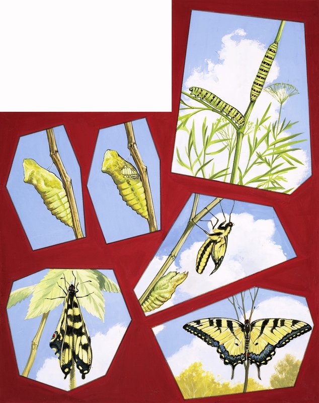Lebenszyklus des Schmetterlings von English School