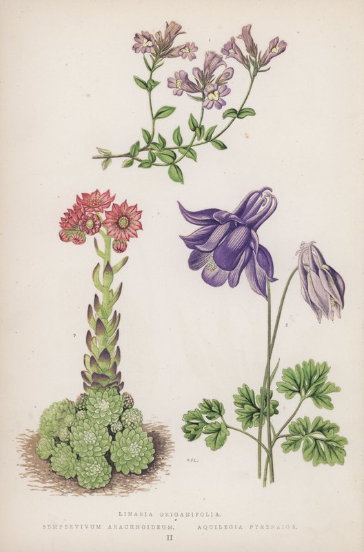 Linaria Origanifolia; Sempervivum Arachnoideum; Aquilegia Pyrenaica von English School