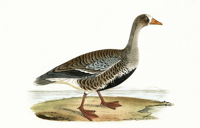 Kleine Weißwangengans, Illustration aus 