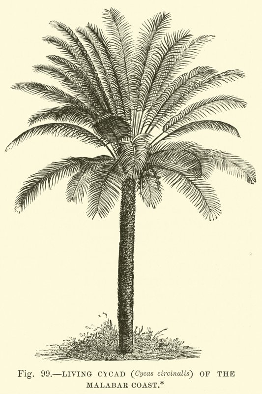 Lebende Cycade (Cycas circinalis) der Malabarküste von English School