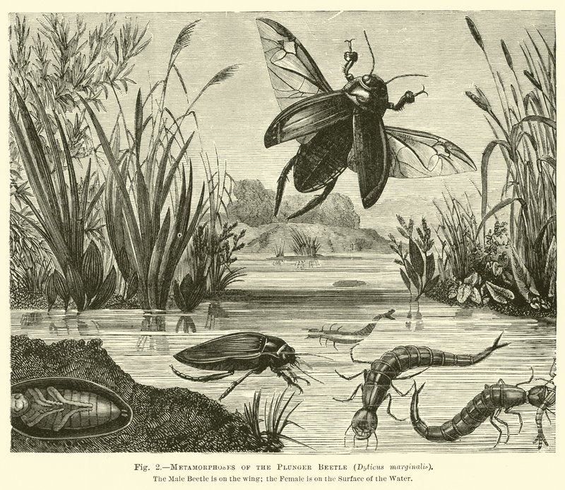 Metamorphosen des Tauchkäfers, Dyticus marginalis von English School