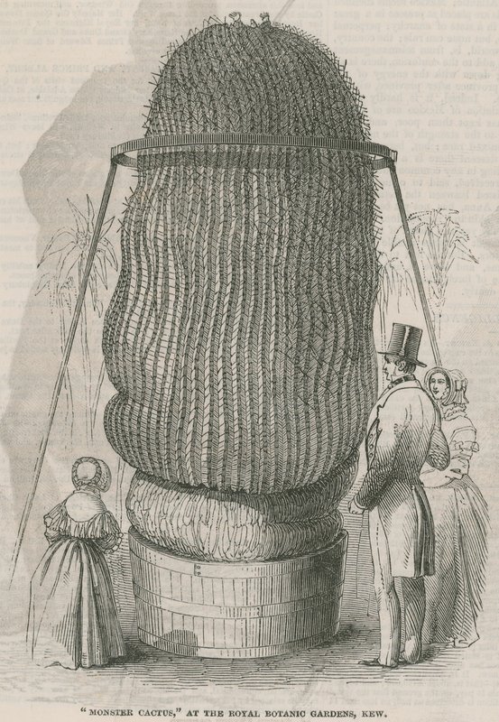 Monsterkaktus in den Königlichen Botanischen Gärten, Kew von English School