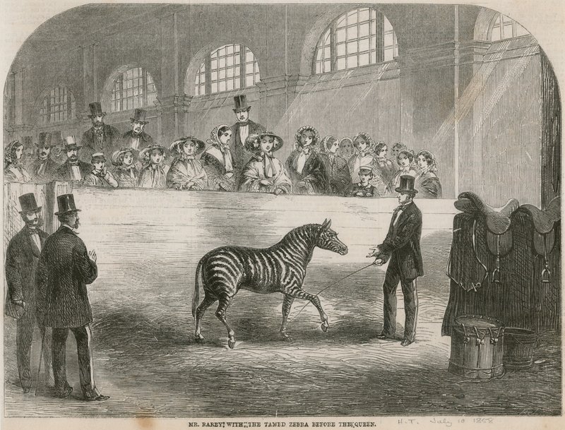 Mr. Rarey mit dem gezähmten Zebra vor der Königin von English School