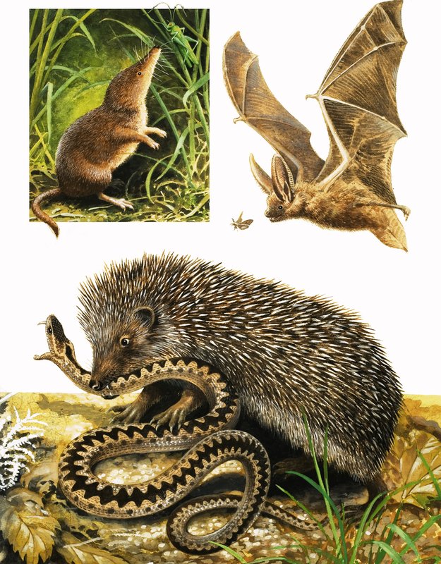 Das Königreich der Natur: Unter dem Schutz der Dunkelheit von English School
