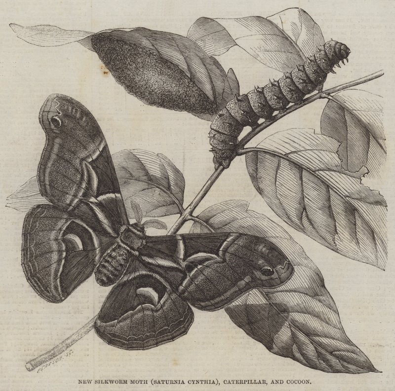 Neuer Seidenspinner (Saturnia Cynthia), Raupe und Kokon (Stich) von English School