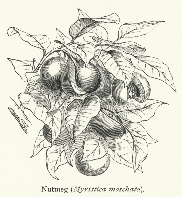 Muskatnuss (Myristica moschata) (Gravur) von English School