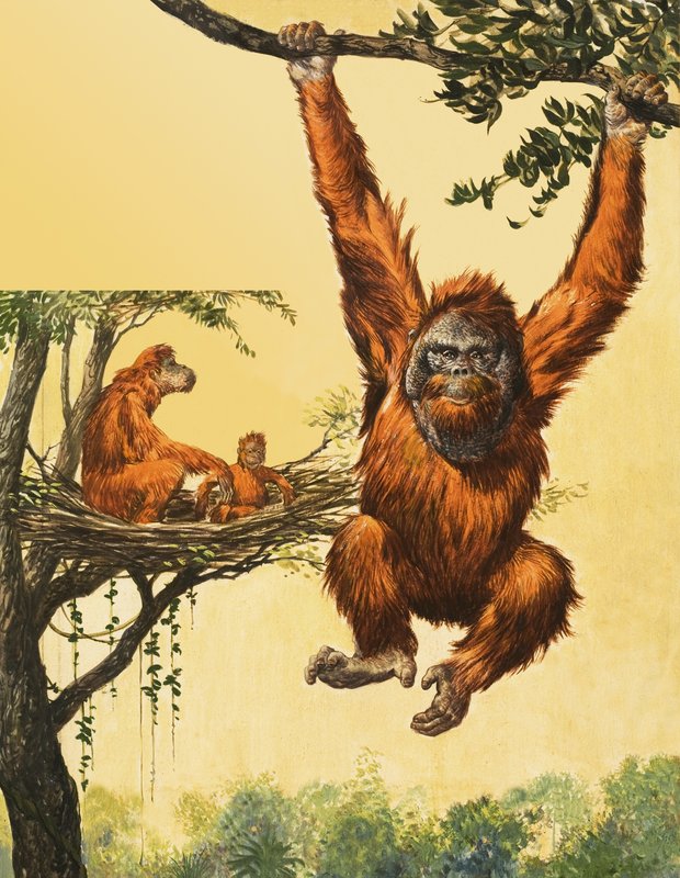 Orang-Utan von English School