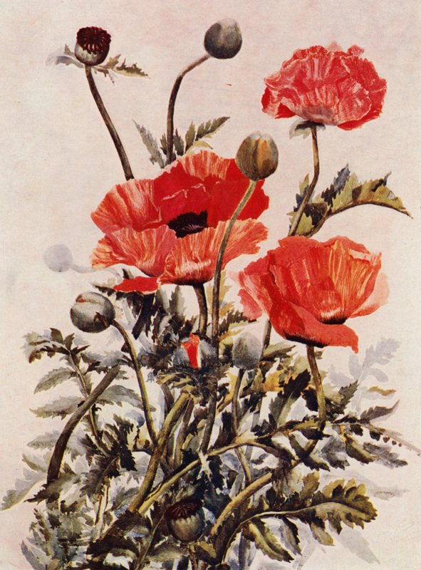 Orientalische Mohnblumen von English School