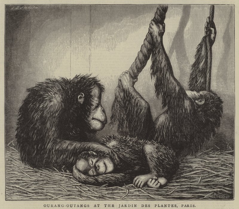 Orang-Utans im Jardin des Plantes, Paris von English School