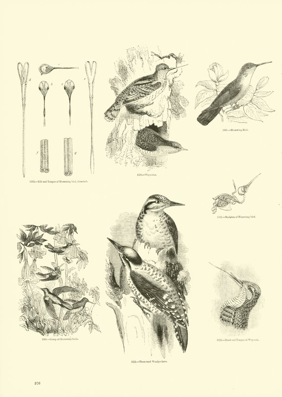 Seite aus dem Pictorial Museum of Animated Nature von English School
