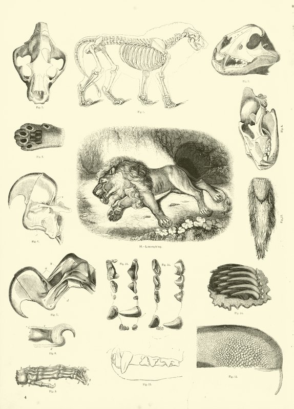 Seite aus dem Pictorial Museum of Animated Nature von English School