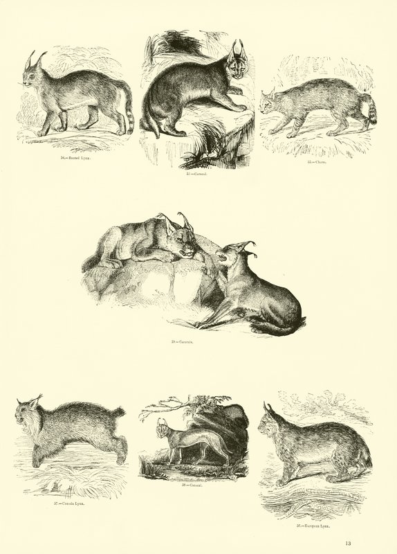 Seite aus dem Pictorial Museum of Animated Nature von English School