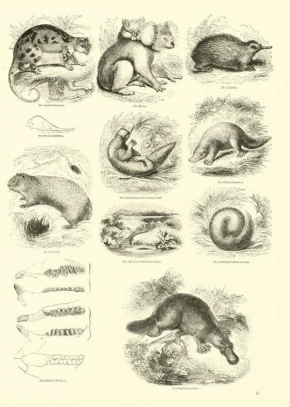 Seite aus dem Pictorial Museum of Animated Nature von English School