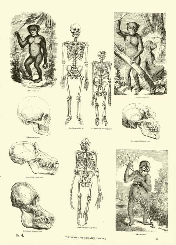 Seite aus dem Pictorial Museum of Animated Nature von English School
