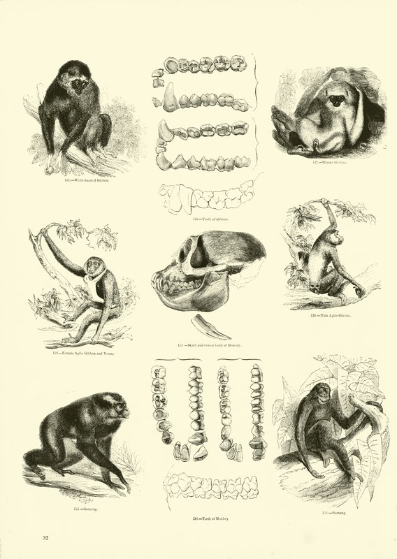 Seite aus dem Pictorial Museum of Animated Nature von English School