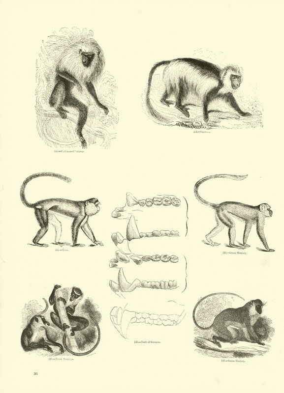 Seite aus dem Pictorial Museum of Animated Nature von English School