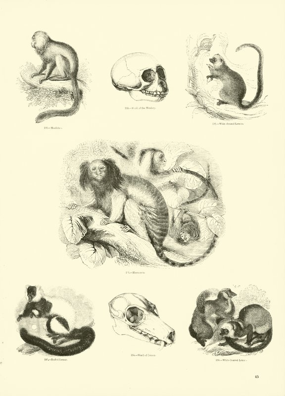 Seite aus dem Pictorial Museum of Animated Nature von English School