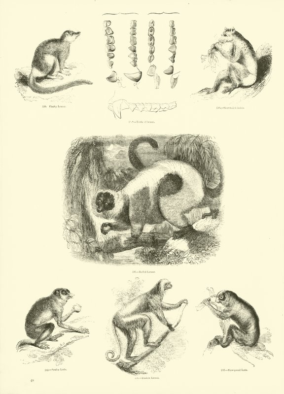Seite aus dem Pictorial Museum of Animated Nature von English School