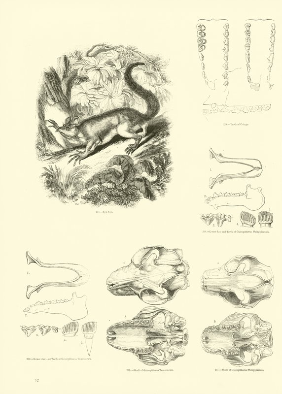 Seite aus dem Pictorial Museum of Animated Nature von English School