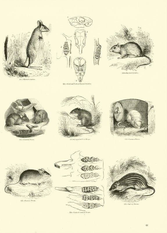 Seite aus dem Pictorial Museum of Animated Nature von English School