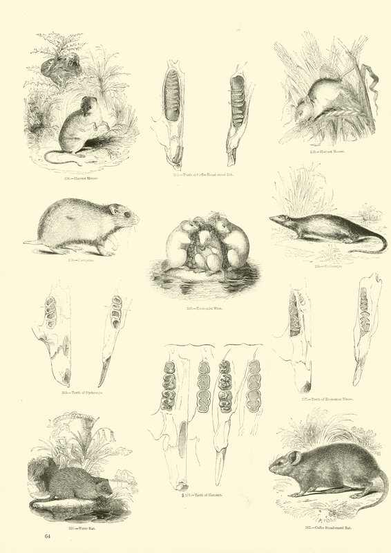 Seite aus dem Pictorial Museum of Animated Nature von English School
