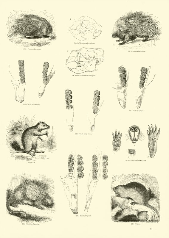 Seite aus dem Pictorial Museum of Animated Nature von English School