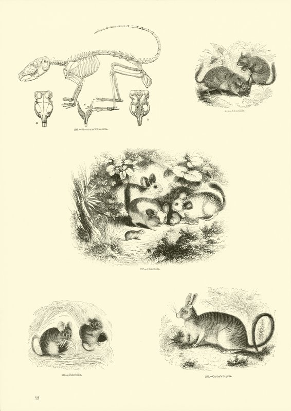 Seite aus dem Pictorial Museum of Animated Nature von English School