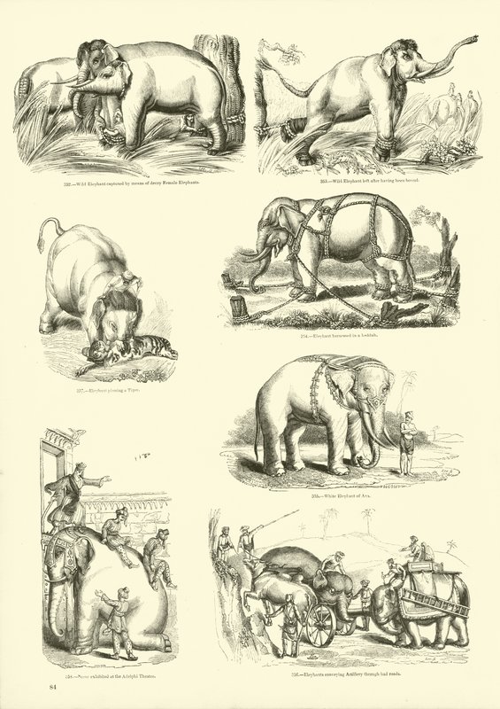 Seite aus dem Pictorial Museum of Animated Nature von English School