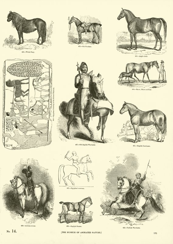 Seite aus dem Bildmuseum der belebten Natur von English School