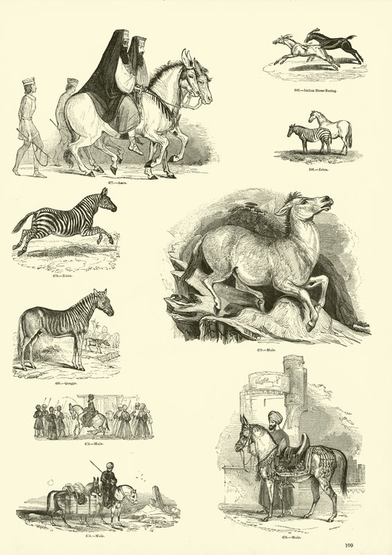 Seite aus dem Bildmuseum der belebten Natur von English School