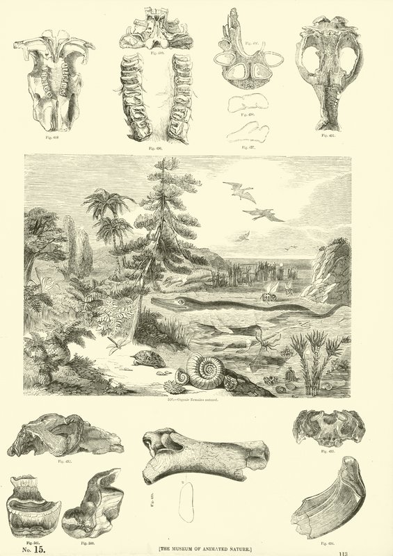 Seite aus dem Bildmuseum der belebten Natur von English School