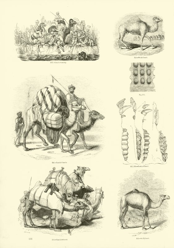 Seite aus dem Bildmuseum der belebten Natur von English School