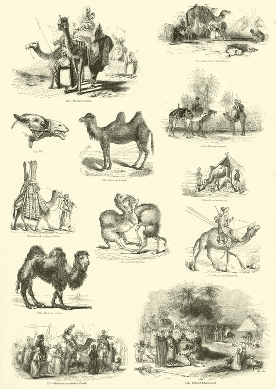 Seite aus dem Bildmuseum der belebten Natur von English School