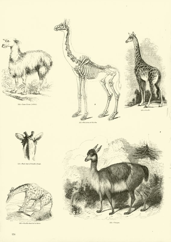 Seite aus dem Bildmuseum der belebten Natur von English School
