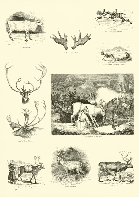 Seite aus dem Bildmuseum der belebten Natur von English School