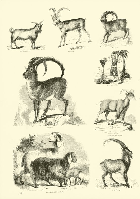 Seite aus dem Bildmuseum der belebten Natur von English School