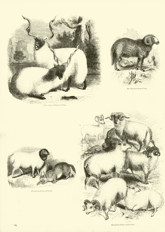 Seite aus dem Bildmuseum der belebten Natur von English School